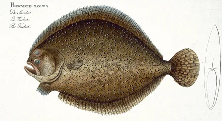 Steinbutt (Pleuronectes Maximus) Tafel XLIX aus 